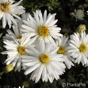 Aster (Dumosus-Gruppe)weiss