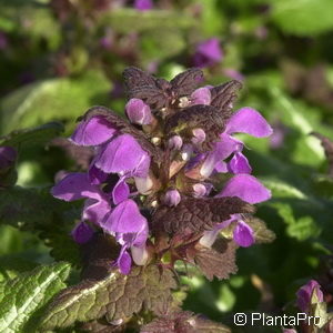 Lamium maculatum