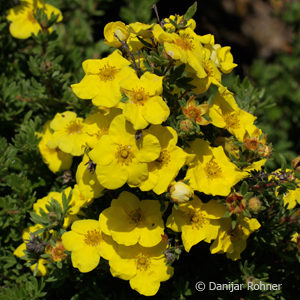 Potentilla fruticosa'Kobold'