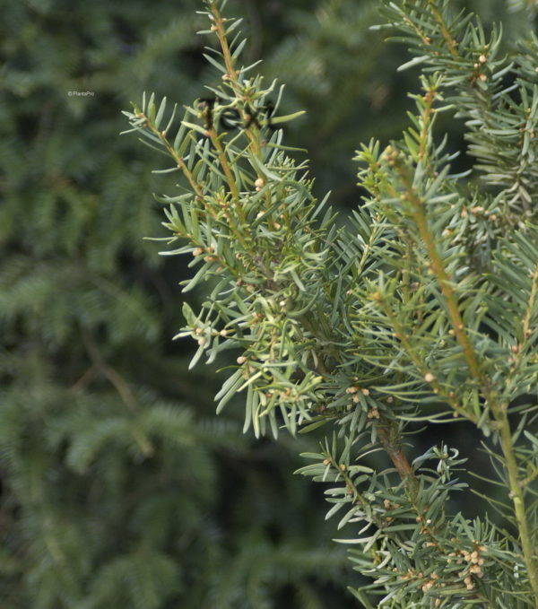 Taxus media (x)'Hicksii'