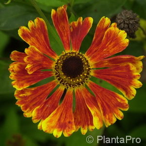 Helenium'Waltraut'