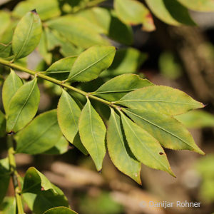 Euonymus alatus