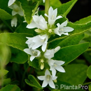 Campanula glomerata'Alba'