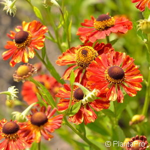 Helenium'Flammenrad'