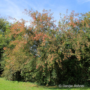 Euonymus europaeus