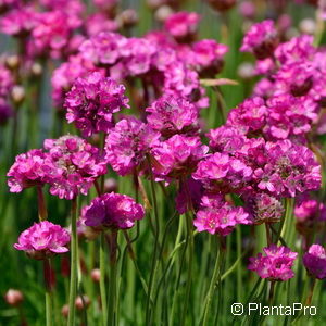 Armeria maritimarot