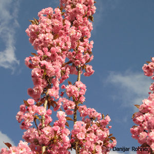 Prunus serrulata'Amanogawa'