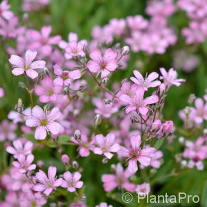 Gypsophila paniculata'Flamingo'