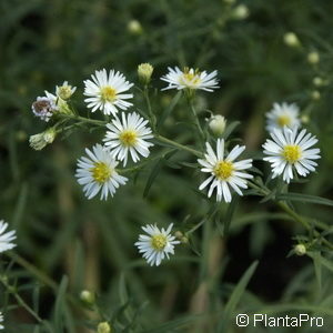 Aster pringlei'Monte Casino'