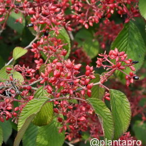 Viburnum plicatum'Tennessee'