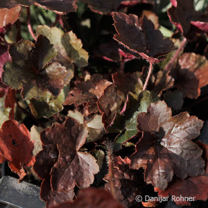 Heuchera micrantha'Palace Purple'