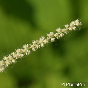 Aruncus dioicus