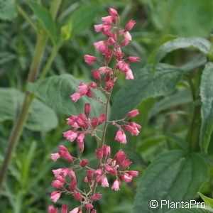 Heuchera brizoides (x)'Pluie de Feu'