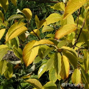 Chionanthus virginicus