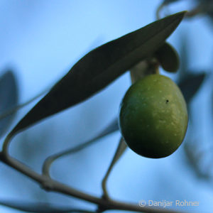 Olea europaea