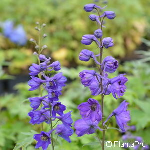 Delphinium (Pacific-Gruppe)dunkelblau