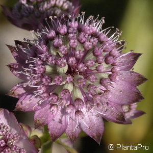 Astrantia major