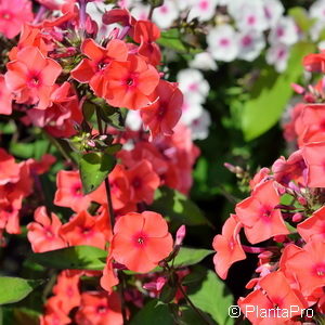 Phlox (Paniculata-Gruppe)'Orange Perfection'