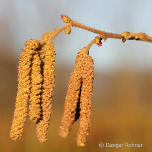 Corylus avellana