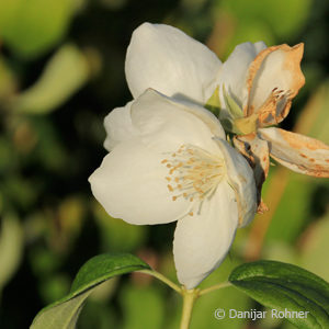 Philadelphus (Virginalis-Gruppe)'Virginal'