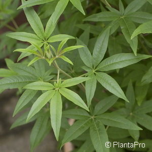 Vitex agnus-castus