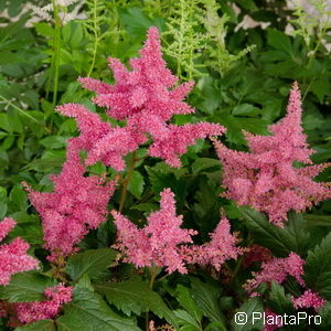 Astilbe (Japonica-Gruppe)'Köln'