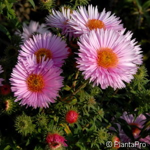 Aster novae-angliaerosa