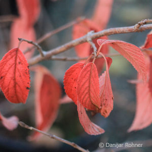 Viburnum plicatum'Mariesii'