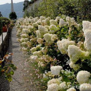 Hydrangea paniculata'Grandiflora'