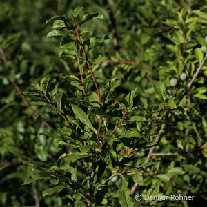 Prunus spinosa