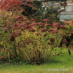 Sedum'Herbstfreude'