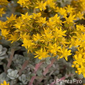 Sedum spathulifolium'Cape Blanco'