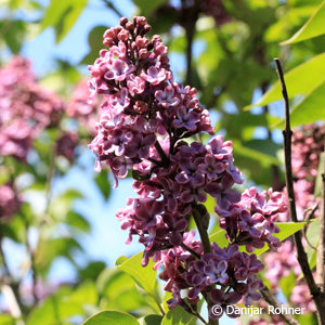 Syringa vulgaris'Andenken an Ludwig Späth'