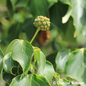 Cornus kousa