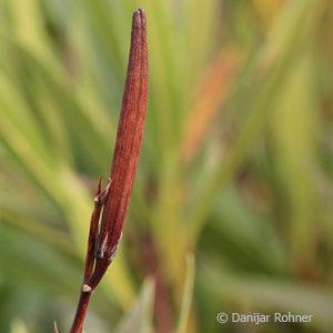 Nerium oleanderrot