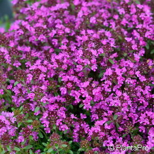 Thymus serpyllum