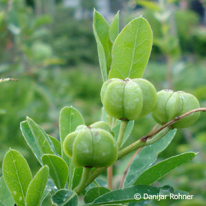 Exochorda macrantha (x)'The Bride'