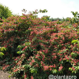 Viburnum plicatum'Tennessee'