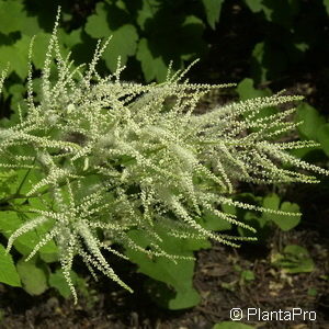 Aruncus dioicus