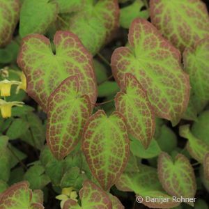 Epimedium versicolor (x)'Sulphureum'