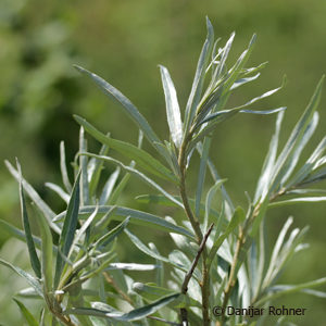 Hippophae rhamnoides'Pollmix'