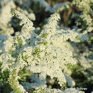 Spiraea cinerea (x)'Grefsheim'