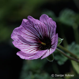 Geranium cinereum'Ballerina'