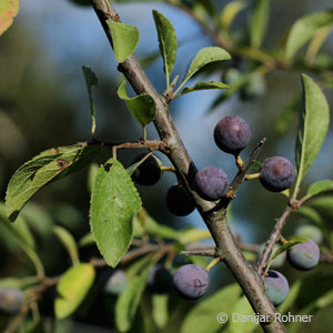 Prunus spinosa