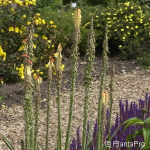 Kniphofia galpinii