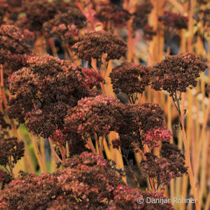 Sedum'Herbstfreude'