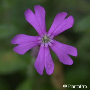 Silene schafta