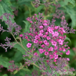 Spiraea japonica'Crispa'