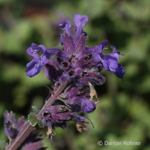 Nepeta faassenii (x)'Superba'