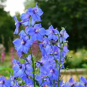 Delphinium (Belladonna-Gruppe)'Piccolo'